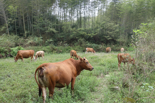 农村养的牛照片图片