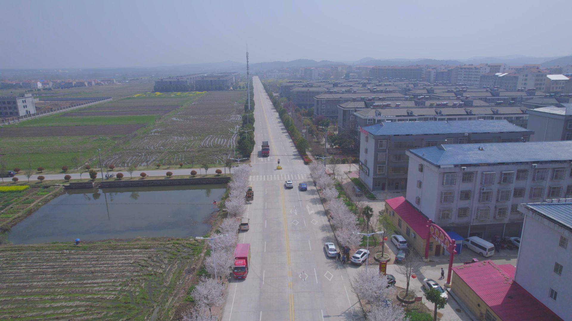 据悉,2017年6月郝店镇出资30余万元,从荆门引进栽种了900多株樱树,眼