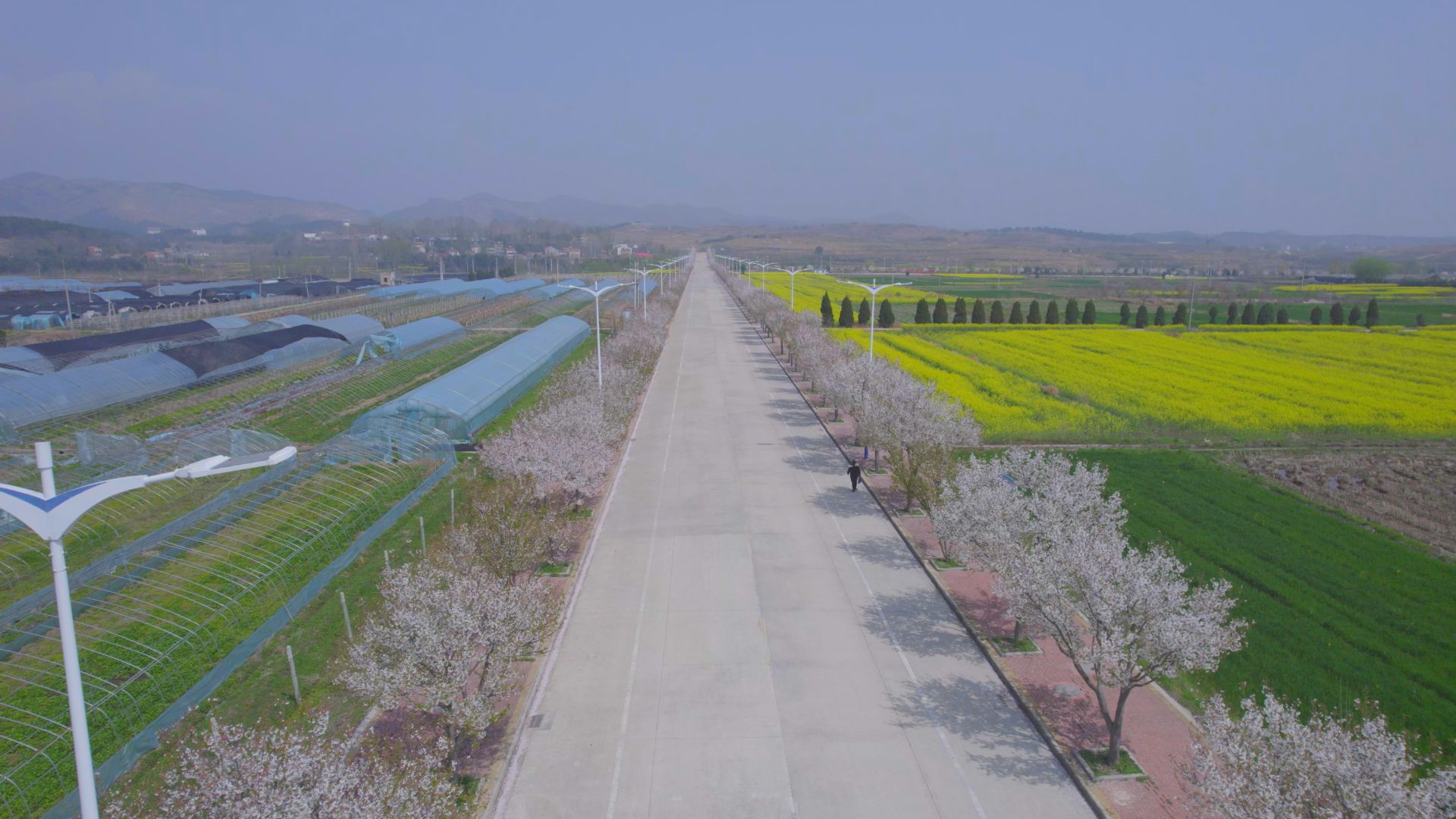 据悉,2017年6月郝店镇出资30余万元,从荆门引进栽种了900多株樱树,眼