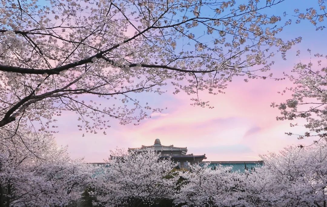 武汉大学景色图片