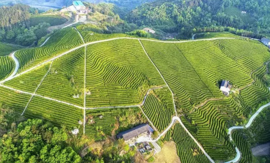 擂鼓镇:千亩茶园用上自动喷灌系统