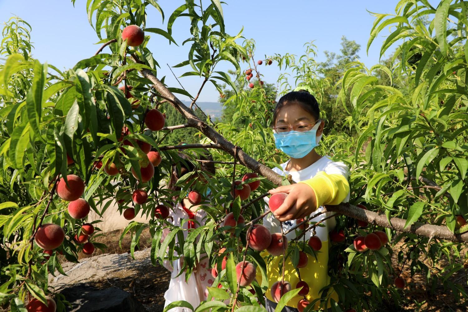 宝丰镇:贫困村办起鲜桃采摘节