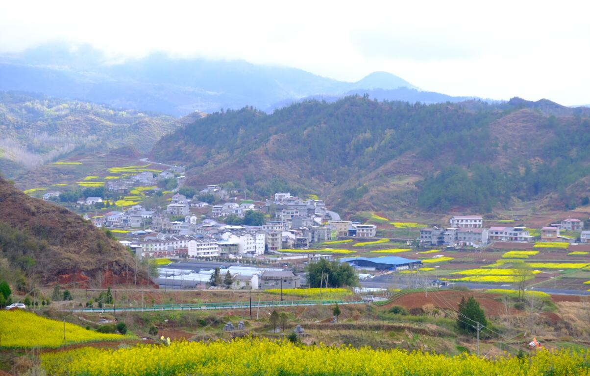 擂鼓镇:油菜花开扑鼻香 满眼金黄春韵浓